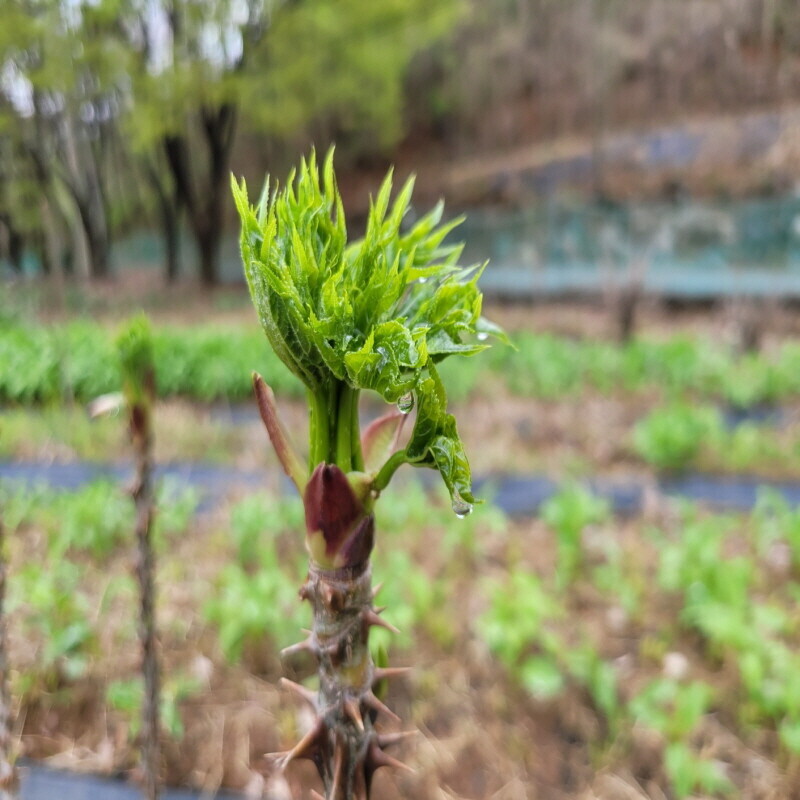 술빛고을,영월 엄나무순(개두릅) 1kg, 2kg