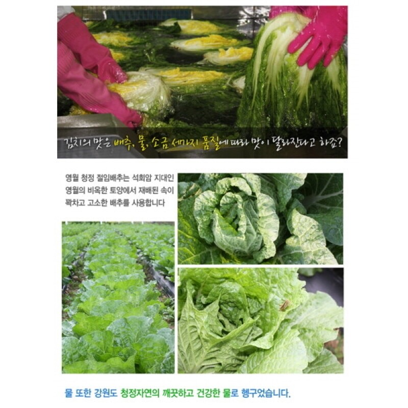 강원더몰,강원도 영월 고랭지 절임배추 20kg (일반,하이베타 선택)